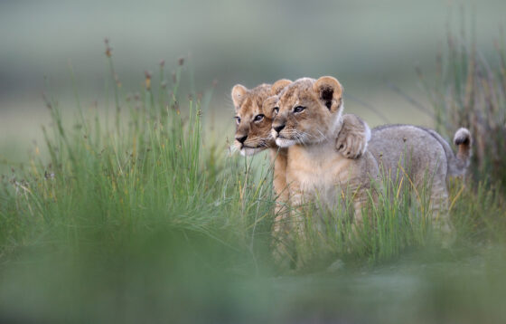 Tirage n°2 Lion Cubs